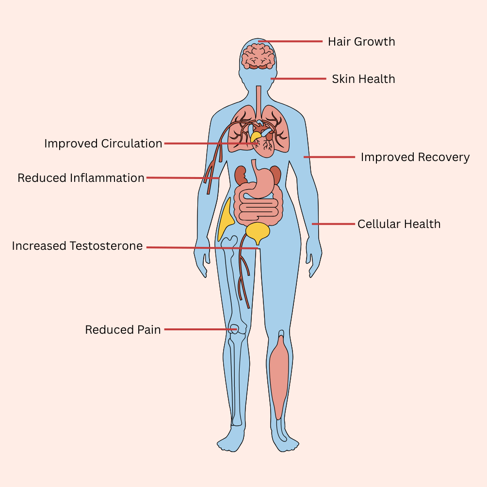 Human body image illustrating benefits of red light therapy. 